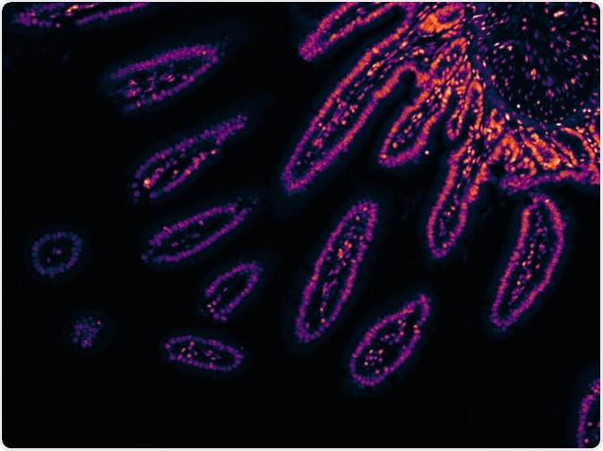 Fluorescent image of intestinal cells - taken by Virginie Thomas