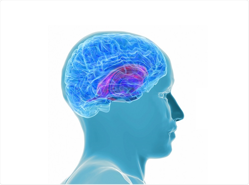 Illustration of a healthy human brain - by goa novi