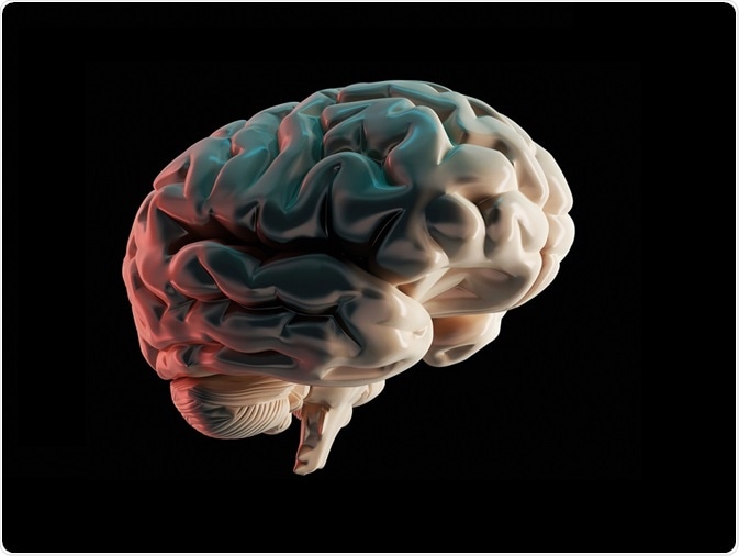 Illustration of the human brain - whole brains are analyzed using CLARITY - by hakusanto