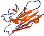 Structure of Camelid Antibodies