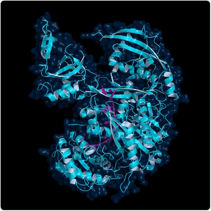 Human Argonaute 1 protein (cyan) bound to let-7 microRNA (magenta). Ago protein family plays a role in RNA silencing processes. Cartoon model with semi-transparent surface.