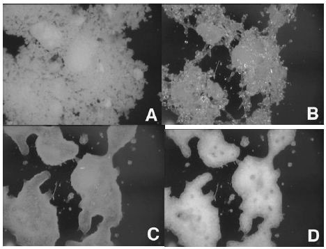 In-situ images collected on amorphous lactose at 0% (A), 50% (B), 60% (C), and 90% RH (D)