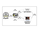 Neuroimaging predicts influence of anti-smoking media campaign