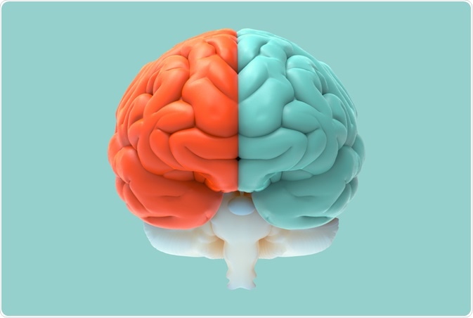 Left and right hemispheres of the brain - colored in red and blue - an illustration By Jolygon