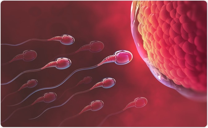Sperm and egg cell illustration. Image Credit: Yurchanka Siarhei / Shutterstock