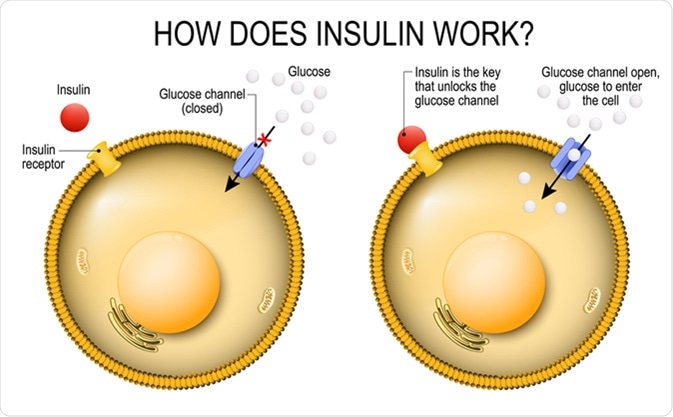 Insulin regulates the metabolism and is the key that unlocks the cell