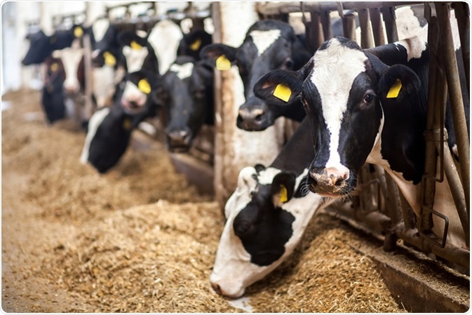 Dairy cows. Image Credit: Studio Peace / Shutterstock