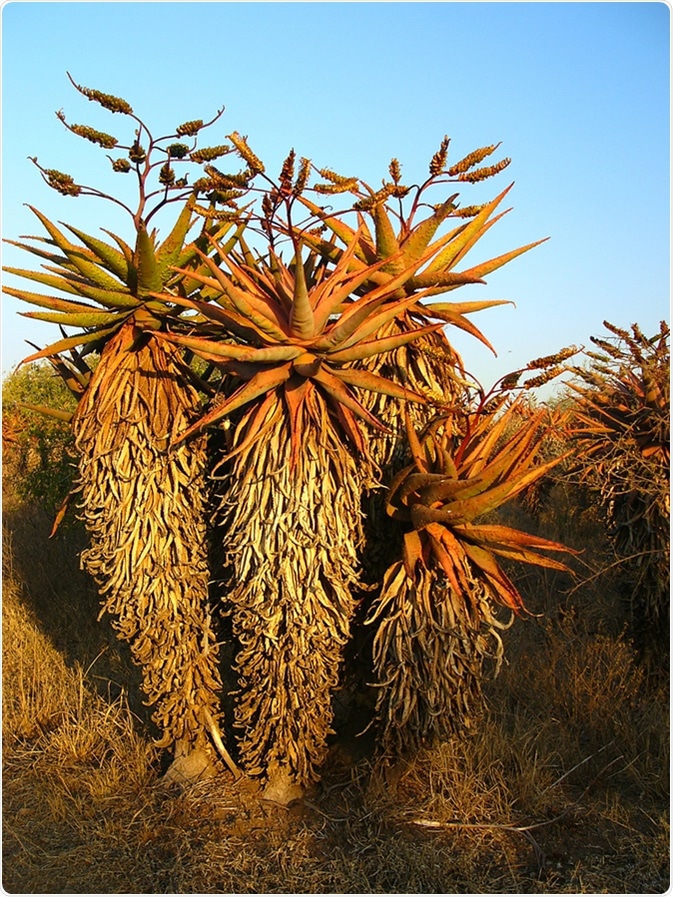 Aloes marlothii. Image Credit: Elzbieta Sekowska / Shutterstock