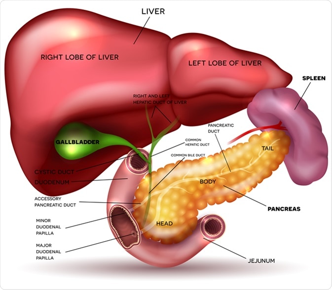 Liver, pancreas, gallbladder and spleen. Image Credit: Tefi / Shutterstock