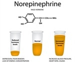What is Norepinephrine?