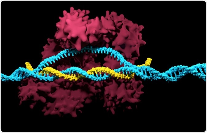 CRISPR-Cas9. Image Credit: Meletios Verras / Shutterstock