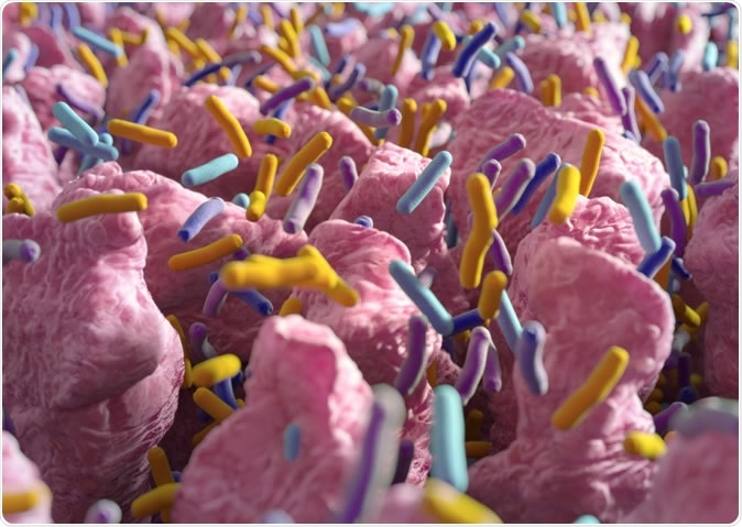 Gut bacteria, flora, microbiome. Illustration Credit: Anatomy Insider / Shutterstock