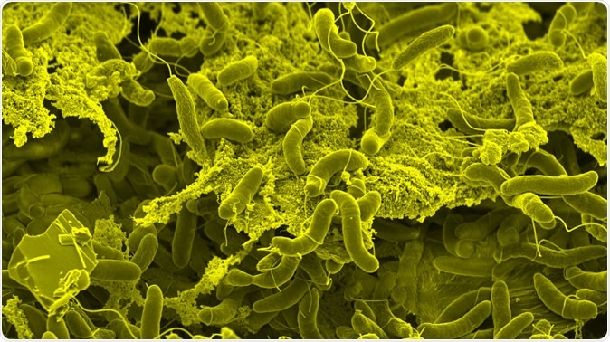 Vibrio cholerae bacteria form dense biofilms on biotic surfaces, which fosters interbacterial killing and horizontal gene transfer. Credit: G. Knott & M. Blokesch, EPFL