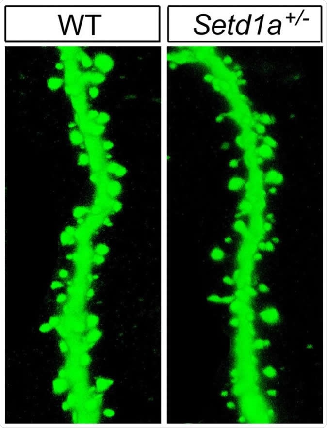 Mutant mice with impaired function of the SETD1A gene showed abnormalities in the neuronal machinery by which brain cells communicate. For example, there were fewer-than-normal spines (right), needed to relay signals, on branches of neurons -- compared to those in wild type mice (left). Image Credit: Jun Mukai/Gogos Lab/Columbia