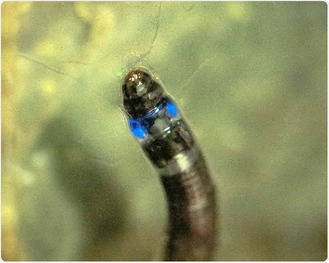 First South American insect that emits blue light is discovered Larvae of a fungus gnat found in Iporanga, São Paulo State, Brazil, have bioluminescent properties previously observed only in species native to North America, New Zealand and Asia. This study paves the way for new biotech applications (photo: Henrique Domingos / IPBio)