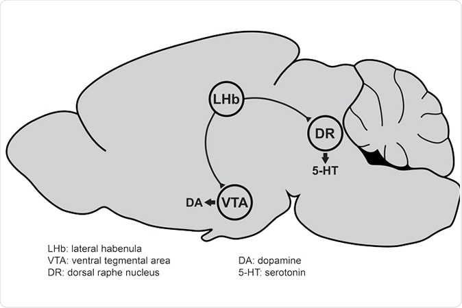 Neurons in the lateral habenula (LHb) of the mouse brain send projections to the ventral tegmental area (VTA) and dorsal raphe nucleus (DR), two brain regions responsible for dopamine (DA) and serotonin (5-HT) release, respectively. Imbalances in dopamine and serotonin levels in the brain are associated with depression. (Image courtesy of Stephan Lammel)