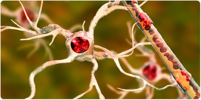 Astrocyte and blood vessel, 3D illustration. Astrocytes, brain glial cells, also known as astroglia, connect neuronal cells to blood vessels. Image Credit: Kateryna Kon / Shutterstock