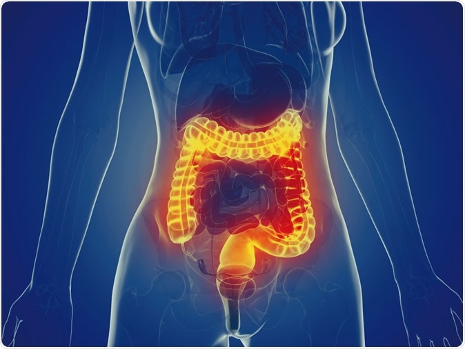 3d illustration of a womans large intestine - Image Credit: Sebastian Kaulitzki / Shutterstock