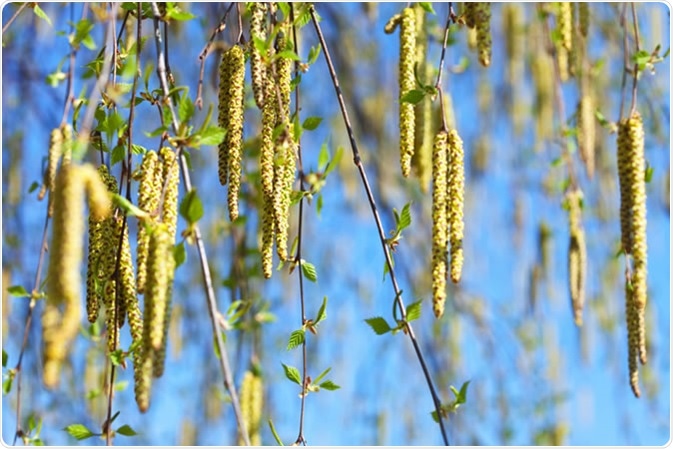 Birch pollen: These are the tiny particles released by trees during spring and are easily scattered around by the wind.. Image Credit: Iakov Filimonov / Shutterstock