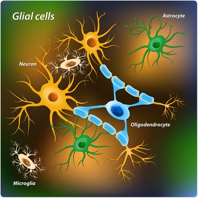 Glial cells. Image Credit: Designua / Shutterstock
