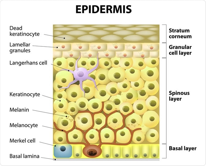 Layers of epidermis. Structure of the human skin. Image Credit: Designua / Shutterstock