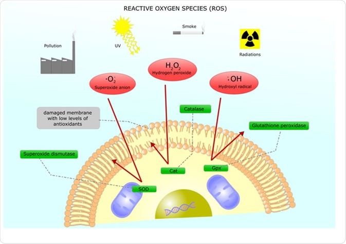 Main reactive oxygen species and their inhibition through antioxidants  Image Credit: ellepigrafica / Shutterstock