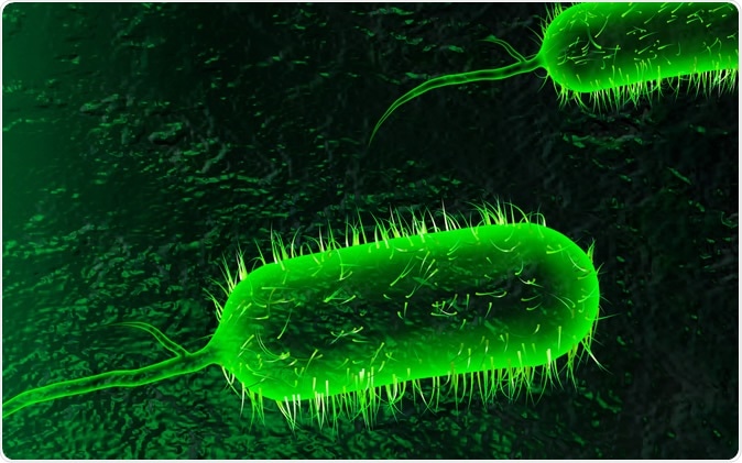Digital illustration of cholera bacteria Vibrio cholerae. Image Credit: Creations / Shutterstock