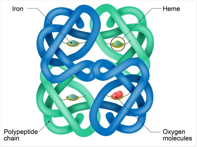 Structure of human hemoglobin molecule. Vector diagram. Hemoglobin is the substance in red blood cells that carries oxygen. Image Credit: Designua / Shutterstock