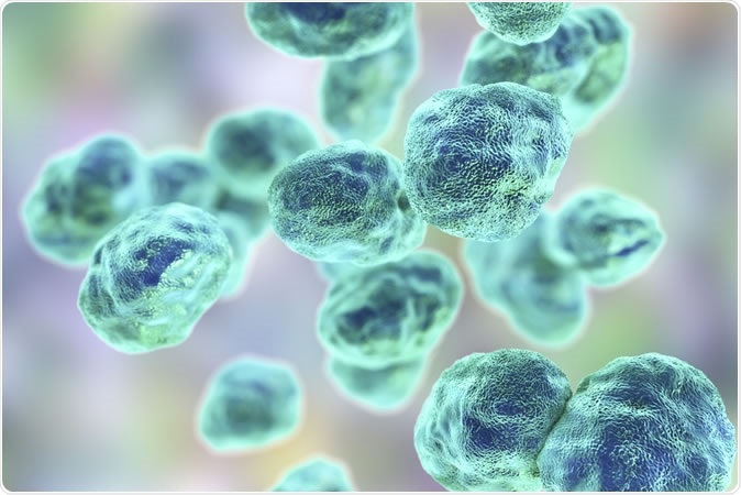 Bacteria Francisella tularensis, Gram-negative pleomorphic bacteria which cause zoonotic infection tularemia - Illustration Credit: Kateryna Kon / Shutterstock