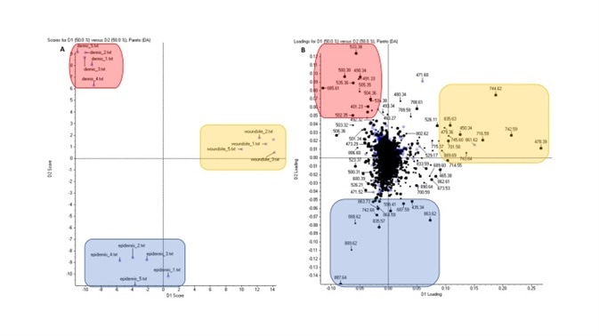 Key component analysis—discriminant analysis of (A) scores plot and (B) loadings plot from MSI data representing all three regions of interest (red (dermis), yellow (wound site), and blue (epidermis)) in wounded Labskin.