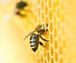 Fighting for Change: Detecting Fraudulent Honey using NMR