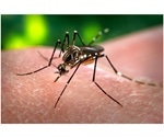 Computational analysis identifies key uncertainties for models of mosquito distribution in the U.S.