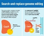 New CRISPR genome “prime editing” system