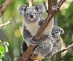 Koalas protect their germline cells against retroviral attack