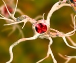 The Other Brain Cells: New Insights into What Glial Cells Do