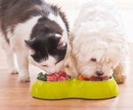 Raw pet food a risk for humans and animals
