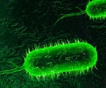 Cholera-causing bacteria steal large stretches of intact DNA to become more efficient
