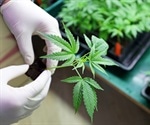 Drug may improve the safety of cannabis use in early pregnancy