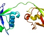 Scientists sheds light on small protein and its role in immune response