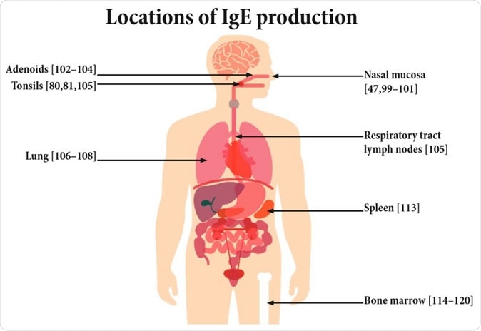 Potential sites of IgE production.