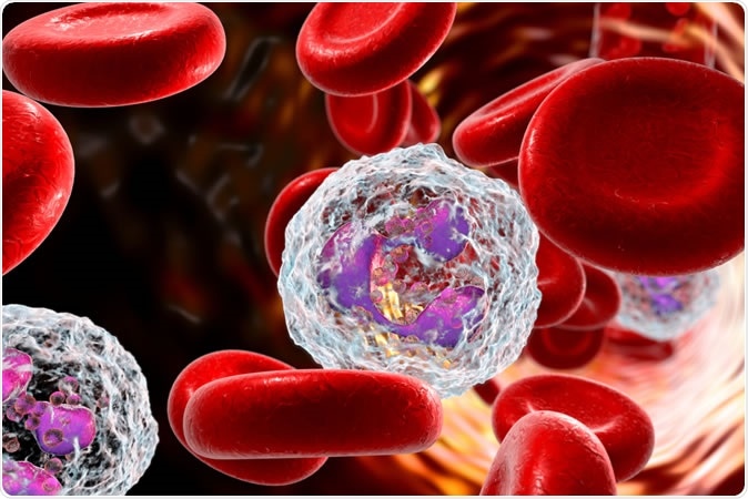 Neutrophil in blood, a white blood cell, 3D illustratio Credit: Kateryna Kon / SHutterstock