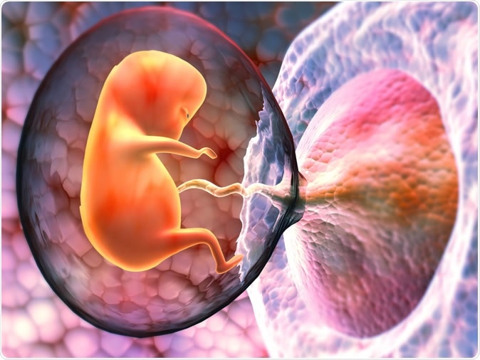 Human fetus inside the womb. Image Credit: Explode / Shutterstock