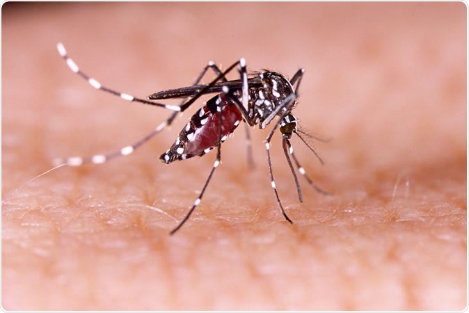 Aedes aegypti mosquito on human skin. Image Credit: Tacio Philip Sansonovski / Shutterstock