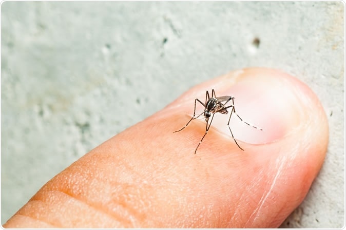 Aedes mosquito. Image Credit: Aedes aegypti mosquito  / Shutterstock