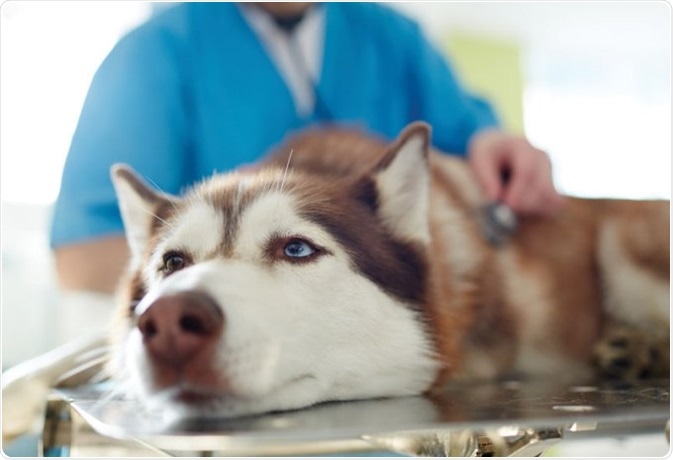 Veterinary Applications of Lactate Testing
