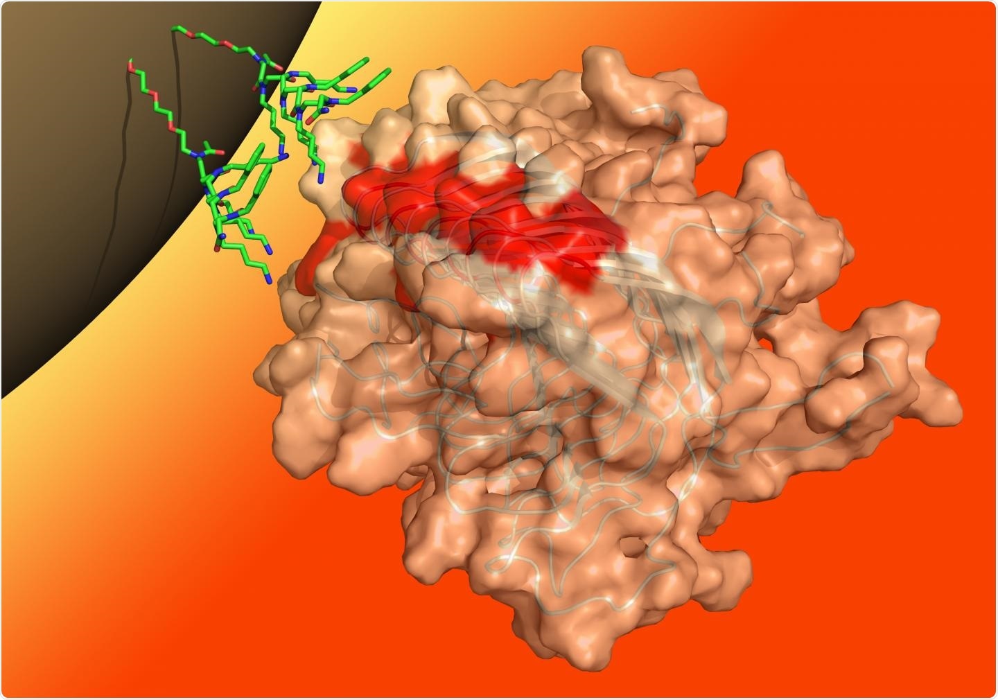 An illustrated molecular model depicting peptoids (green) binding to a prion protein aggregate (binding sites in red). On their other end, the peptoids are bound to a magnetic bead.