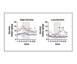 Ketamine may be viable treatment option for male alcohol use disorder patients