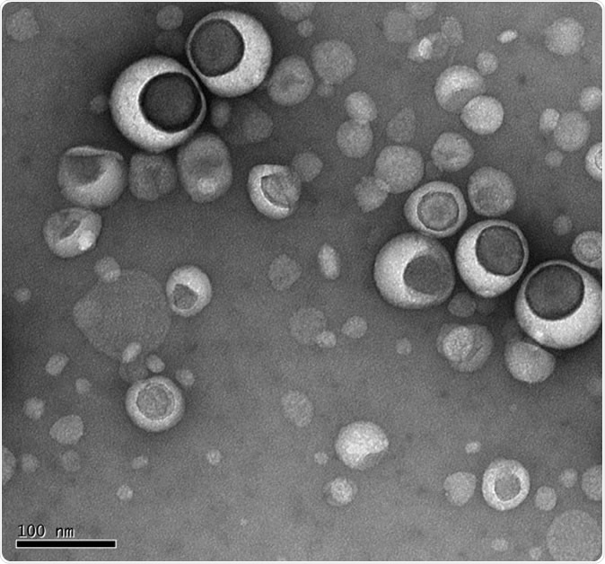 Lipsomes under electron microscope