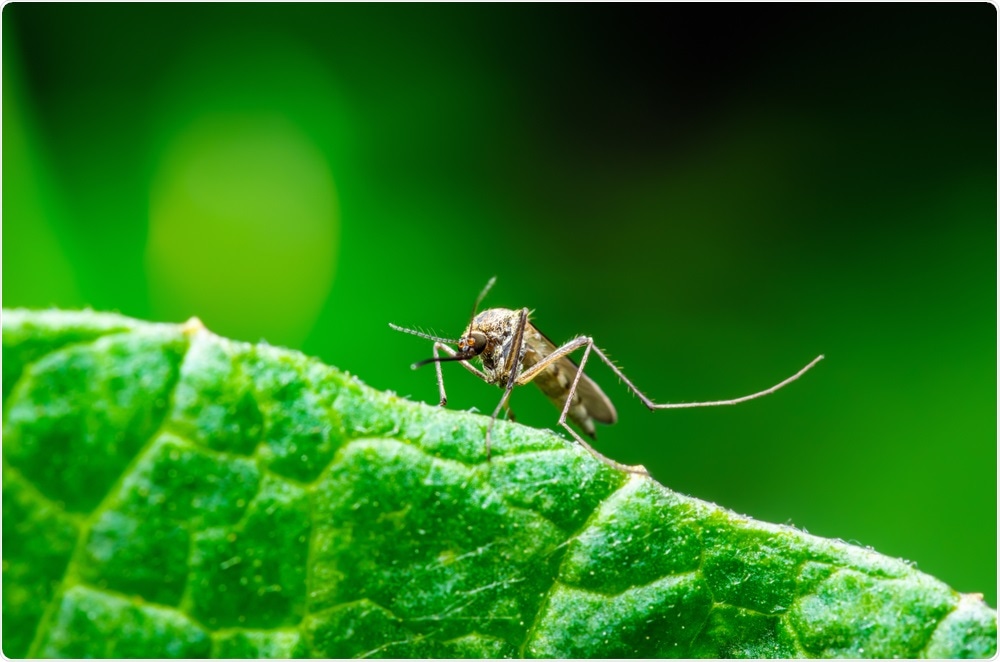 Mosquito spreading zika virus