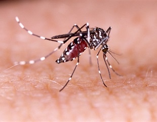 New compound may enhance dengue vaccine efficacy by simulating amino acid deficiency